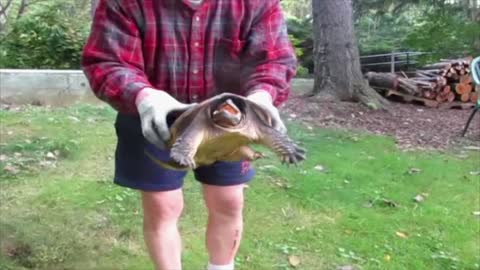 Snapping turtle bites the man holding it