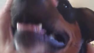 Owner squeezes dogs mouth