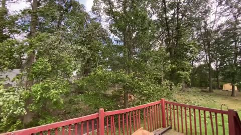 Strong Windstorm Snaps Tall Tree