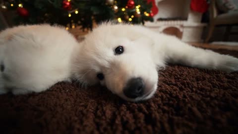 Beautiful white dog puppies sleeping under the Christmas tree