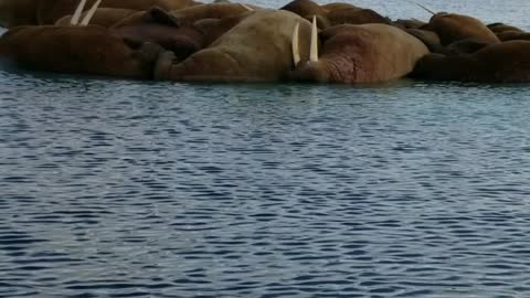 Seals Take an Afternoon Nap