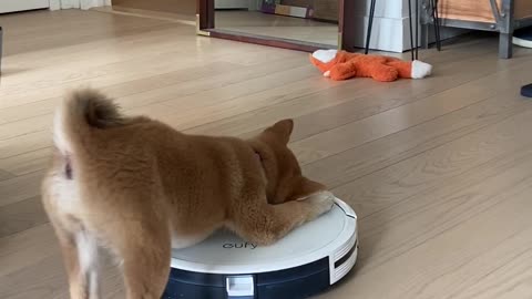 Robot Vacuum Runs Away From Puppy