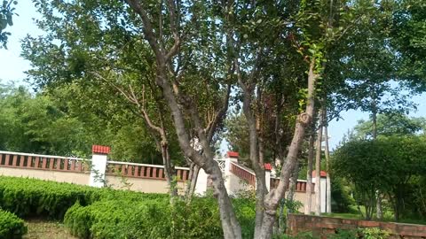 This tree is so tall, it's full of fruit