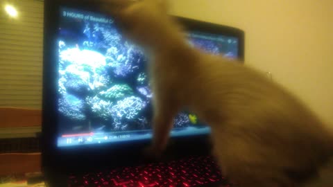 Tiny siamese kitten Vs virtual aquarium - Meimei wants fishies! #cute #funny #shanmeigato