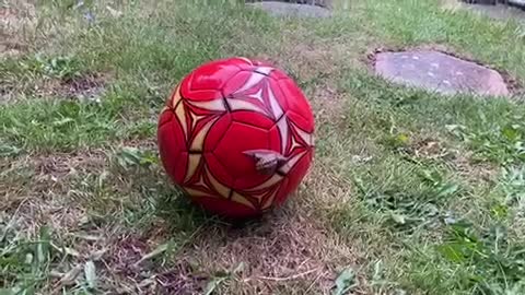 Snail playing football 😂😂