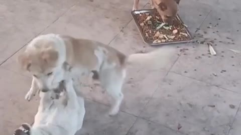 Best fighting and funny dog