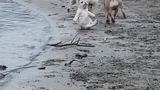 French Bulldog Puppy Stumbles While Playing