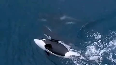 Killer whale call