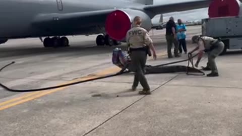 Yee-Haw Boys!! Massive Gator Wrangled on Tarmac of Air Force Base Near