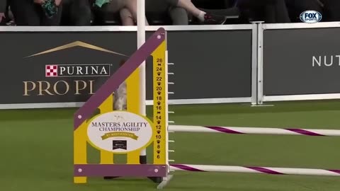 Best of 2022 Masters Agility Championships from Westminster Kennel Club _ FOX Sports