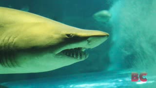 “Cocaine sharks”: Predators off coast of Brazil test positive for drug, scientists say