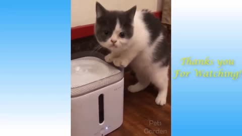 Funniest Animals - Best Of The Funny Animal Videos.. 😂🐱