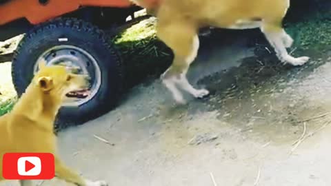 ## Dog back-up## funny dog videos# unity dog ##street dogs