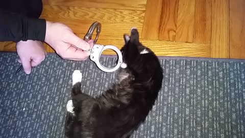 Perp Cat Prepares For Arrest By Owner