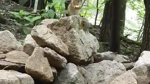 A cute squirrel encountered while climbing