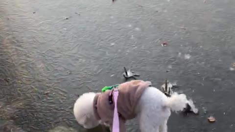 Poodle on the frozen lake