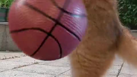 Am I better than Kobe？ Ha ha #exlttlebeans #funnyvideo #funnycat