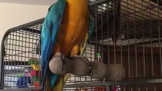 Charley blue and gold macaw trying to get owners attention that is outside the door.