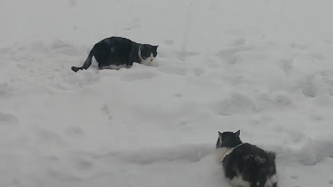 Snow Day for Cat's
