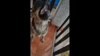 The dog loves to sing when it rains is just happy.