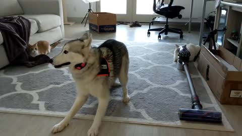 Very Energetic Husky