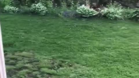 Excited dog has epic wipeout during zommie session