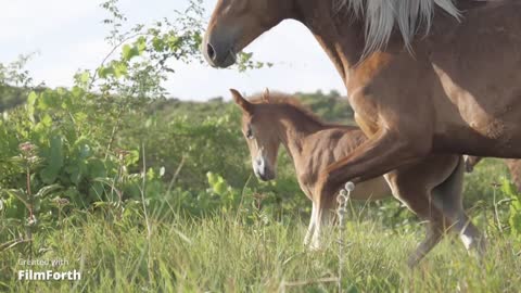 Horses on Grassland 😆. they are awesome