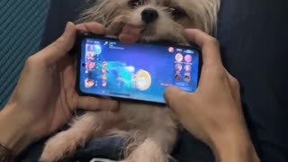 Little Dog's Tongue Gets In the Way