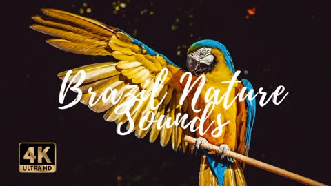 Sounds of the nature and birds of the Amazon to Relax, Sleep, Study and Rest ASMR