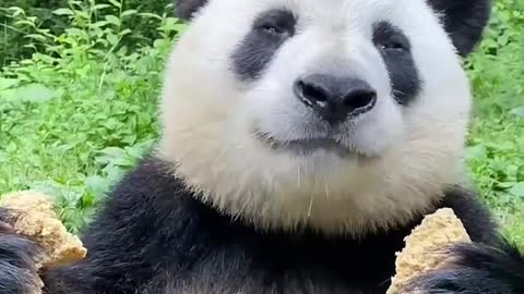 Chinese panda is so cute. What does it eat? Doesn't it eat bamboo