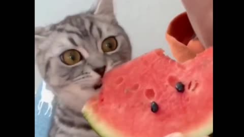kitten eating watermelon 😍🍉