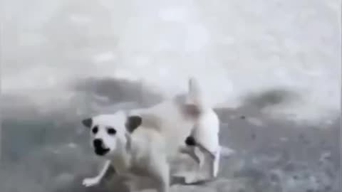 Funny Animal Video 🤣🤣😂