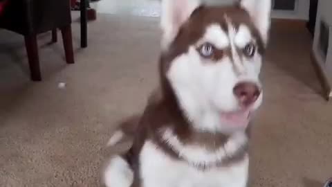 Stubborn Husky Dog Videos 😁😇 Best Funny Animal Videos 2022 😺 Funny Dog Videos 2022 😁