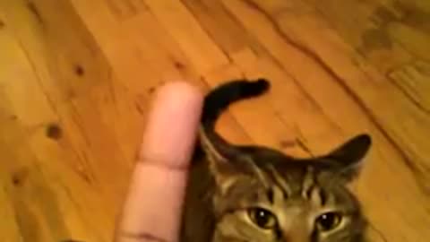 Cat reaction on middle finger