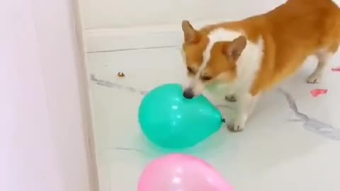 Dog and Baloons