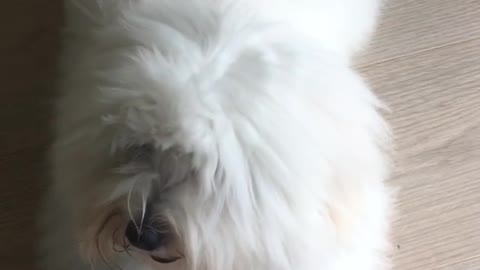 Fluffy White Dogyy