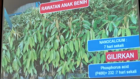P09 Pembangunan Tanaman Durian, Mohd Ali Hanafiah, @Raub, 4 Jun 2024