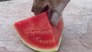 Sweet treat for a demanding deer!