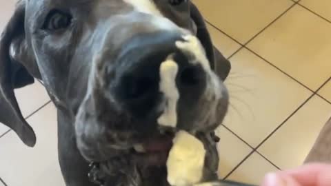 Great Dane Whipped cream challenges learning how eat.......