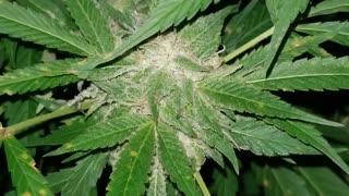 Outdoor Cannabis Garden Tour 2020 - September 27 - Week 5 / 6 of Flower - [4K]