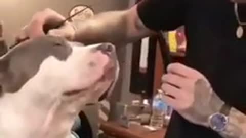 PERRO EN LA PELUQUERIA