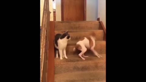 Cat slaps dog see what happens next😂😂😂