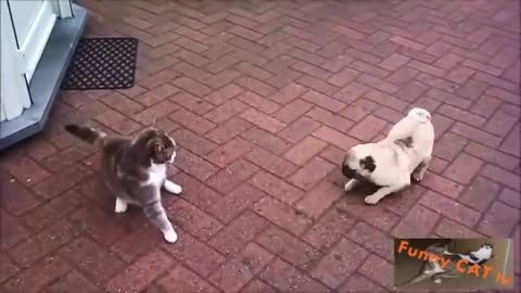 Cats and Dogs Meeting Each other For The First Time!!!