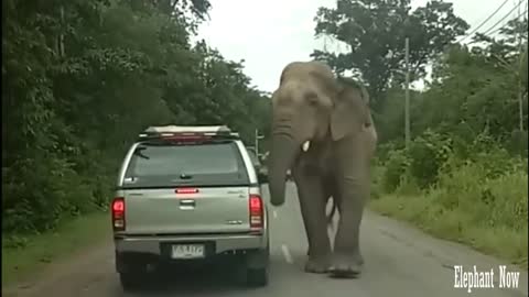 Elephant Destroys The Roof Of A Car Parked On The Road
