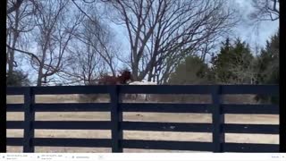 Horses Playing Together