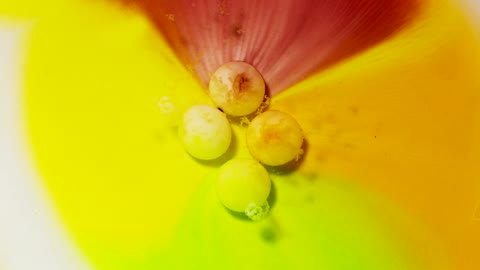 Time Lapse Footage Of Colorful Sugar Coated Candies Dissolving On Water