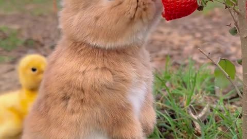 Cute rabbit 🐰🍓