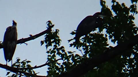 Great Blue Herons