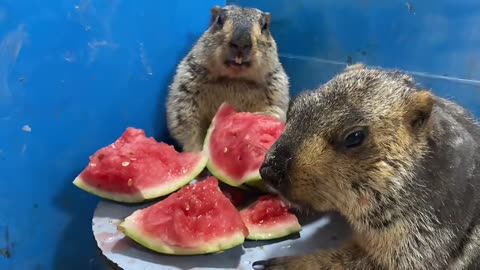 32 #CutePet #Groundhog #Marmot This melon is good, crispy and sweet.