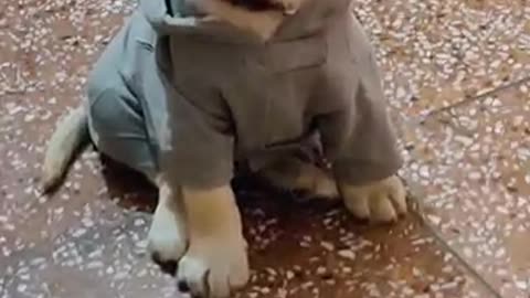 Cute Dog Video